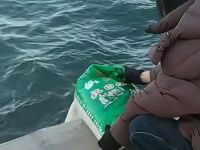 葫芦岛有多人往海里“放生”大米